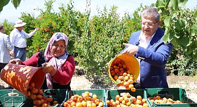 Başkan Subaşıoğlu kiraz ve kayısı üreticileriyle birlikte hasat yaptı