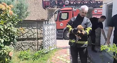 Batman'da fabrika duvarına sıkışan köpek kurtarıldı, işçiler hayvanı sahiplendi
