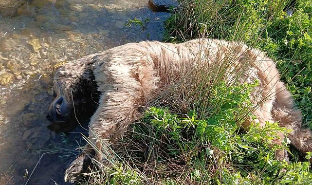 Bayburt'ta yaralı halde görülen bozayı ölü bulundu