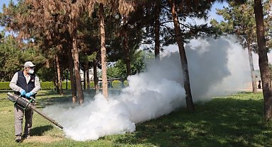Belediyeden haşereye karşı seferberlik