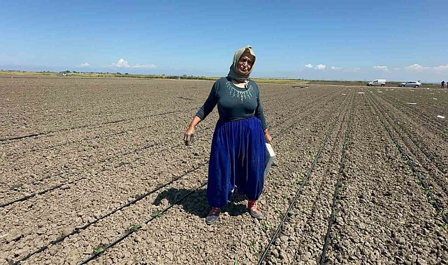 Belindeki 8 platinle tarlada ekmeğini kazanıyor