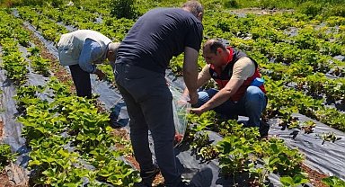 Beyşehir'de çilek hasadı öncesi pestisit denetimleri