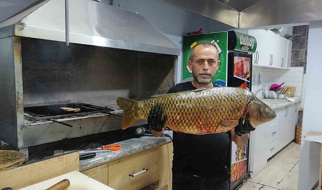 Bilecik'te dev sazan balığı yakalandı