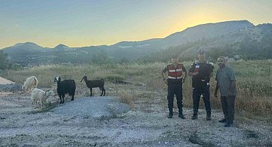 Bilecik'te kaybolan 9 küçükbaş hayvan bulunarak sahibine teslim edildi