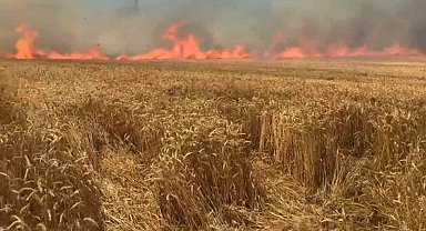 Bir sigara keyfi buğday tarlasını kül etti