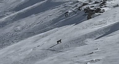 Bitlis'te nesli tehlike altında olan vaşak görüntülendi