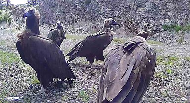 Bolu'da nesli tehlike altında olan kara akbabalar görüntülendi