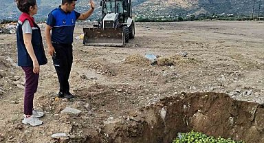 Bozdoğan'da hastalıklı ilekler imha edildi