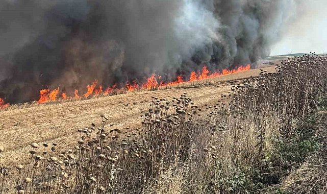 Buğday tarlası alev alev yandı