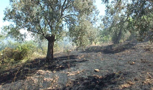 Burhaniye'de çıkan arazi yangınında çok sayıda zeytin ağacı zarar gördü