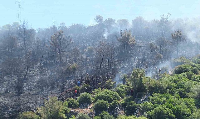 Burhaniye'de çıkan orman yangınında yaklaşık 10 dekar alan zarar gördü
