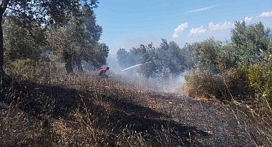 Burhaniye'de zeytinlik yangınına havadan ve karadan müdahale ediliyor