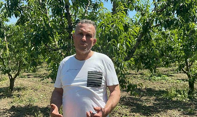 Bursa Ovası'nda dallarda üzüm salkımı gibi nektarin olunca "tekleme" uzun sürdü