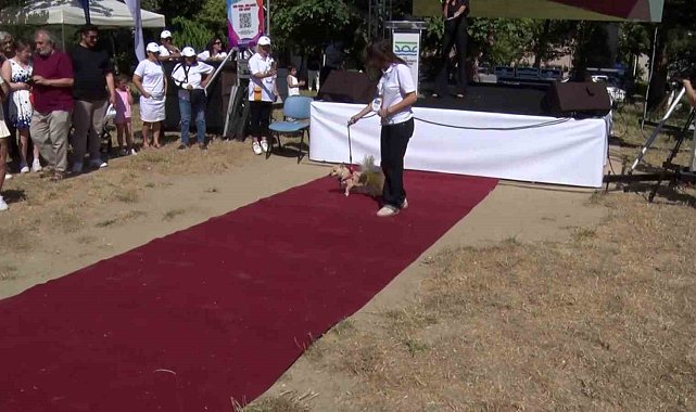 Büyükçekmece'de can dostları sahiplendirme festivali