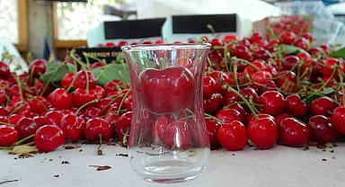 Çanakkale'de çay bardağına sığmayan Lapseki kirazında hasat başladı