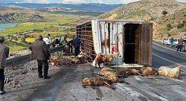 Canlı hayvan taşıyan kamyon kaza yaptı, koyunlar telef oldu