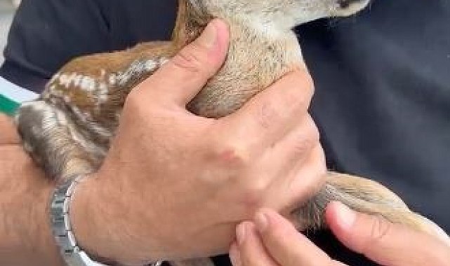 Çay bahçesinde bulunan yavru karaca doğaya bırakıldı