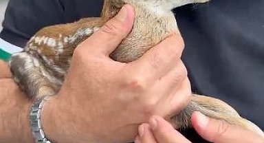 Çay bahçesinde bulunan yavru karaca doğaya bırakıldı