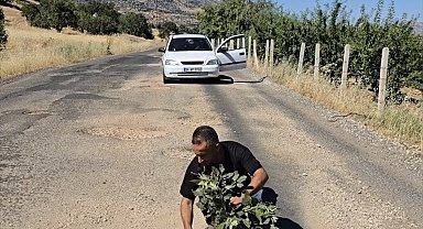 Çermik'te oluşan çukurlara ağaç dikerek yolların yapılmamasını protesto ettiler