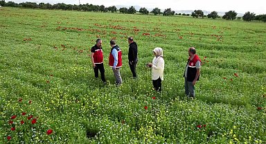 Çiftçiler, kuraklık ve zirai dona dayanıklı ürünlere yöneldi