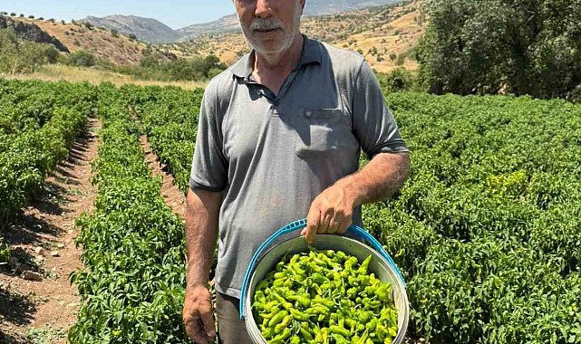 Coğrafi işaretli Çermik biberi tezgahlardaki yerini aldı