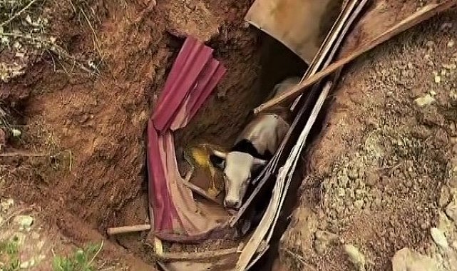 Definecilerin kazdığı çukura düşen büyükbaş hayvan operasyonla kurtarıldı