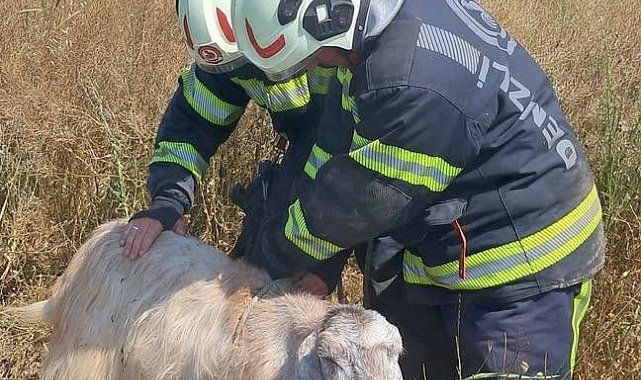 Denizli'de kuyuya düşen keçileri itfaiye kurtardı