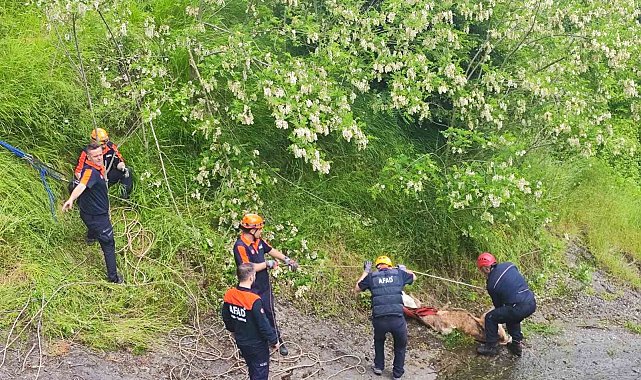 Dere kenarındaki kayalıklara düşen düveler kurtarıldı