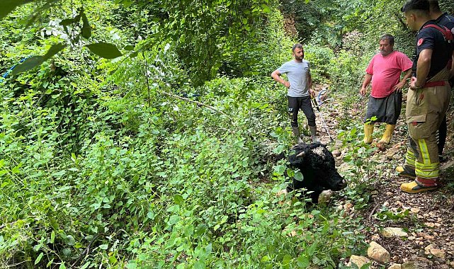 Dereye düşen inek kepçeyle kurtarıldı