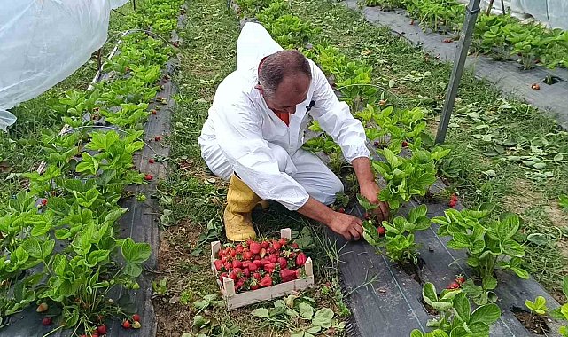 Devlet destekli 12 bin adet hibe çilek fidesiyle başladığı üretimde, ilk mahsulü aldı