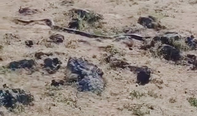 Diyarbakır'da yaklaşık 3 metre uzunluğunda yılan görüntülendi