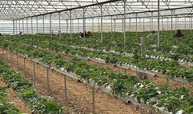 DOĞAKA'nın desteklediği projede çilekler hasat edilmeye başlandı