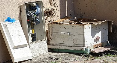Doğal gaz kutusuna yuva yapan arılar tedirgin etti