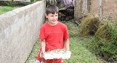 Dolu ve sel vurdu, hasada günler kala arpa tarlaları zarar gördü