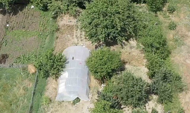 Dron destekli operasyonda seraya gizlenen hint kenevirleri ele geçirildi