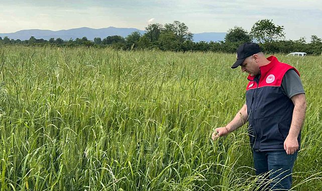 Düzce'de yem bitkileri ekili alanlar denetlendi