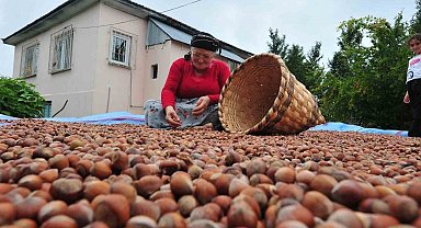Düzce'den AB ülkelerine 5 bin 291 ton fındık ihraç edildi
