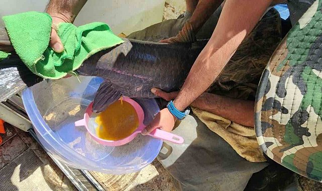 Elazığ'da şabut balığının kültüre alınması için üretim çalışmaları