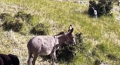 Elazığ'da sürüden ayrılan eşeği dronun sesi geri getirdi