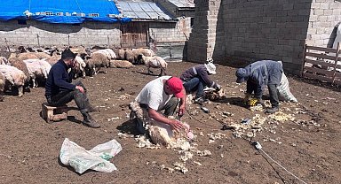 Erzincan yaylalarında kırkım mesaisi