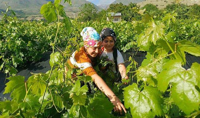 Erzincan'da üzümden önce yaprak hasadı başladı