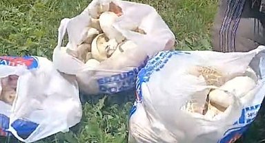 Erzurum'da sağanak yağışların ardından mantar bereketi: 45 dakikada poşetler doldu