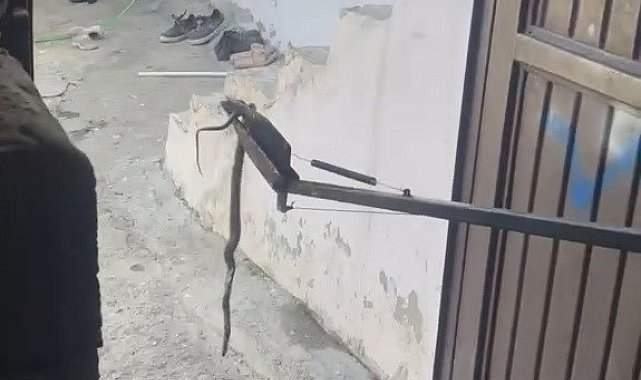 Eve giren yılan yakalanarak doğaya bırakıldı