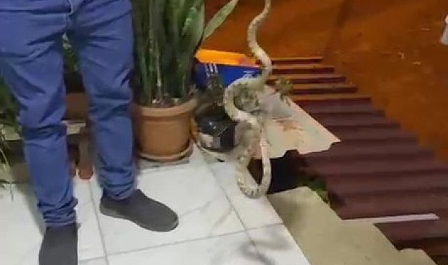 Evine giren yılanı "Evime gelme bak, kafanı ezerim" diyerek doğaya bıraktı