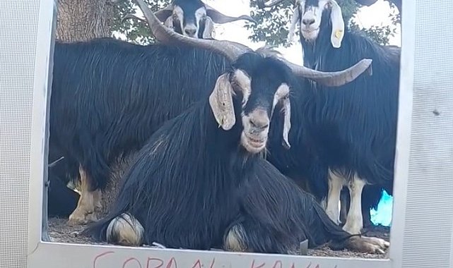 Fenomen çoban bu kez ekran başına geçen keçisine seslendirme yaptı