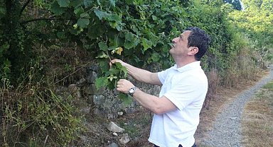 Fındıkta rekolte umudu yüksek, kokarca riski ise sürüyor