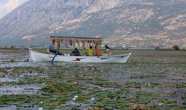 Geçen yıl kuraklık, bu yıl ise aşırı yağışlar nilüferlerin görsel şölenini geciktirdi