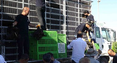 Gercüş'te 107 üreticiye yüzde 75 hibeli tavuk ve yem dağıtıldı