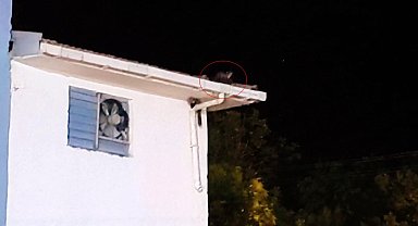 Gercüş'te iki sansarın trafo üzerindeki oyunu kameraya takıldı
