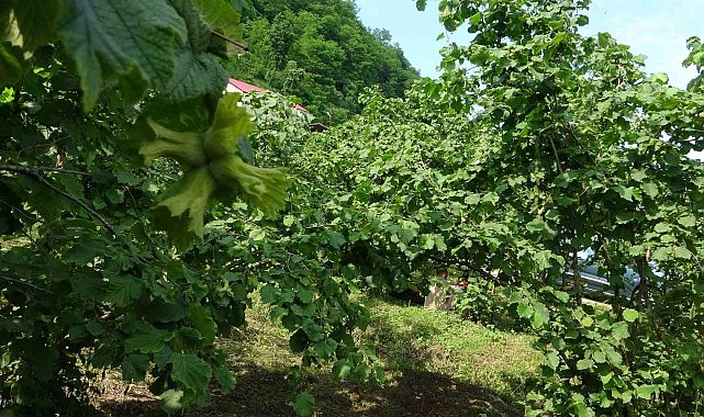 Giresun'da kahverengi kokarcaya karşı samuray arıları doğaya salındı